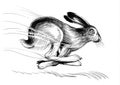 Running hare