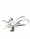 Ink brush painting of wild orchid in Chinese traditional art style Royalty Free Stock Photo