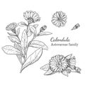 Ink calendula hand drawn sketch