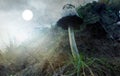 Inky mushroom, ink cap like a ramshackle mushroom Royalty Free Stock Photo