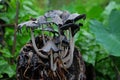 Ink cap Mushroom Royalty Free Stock Photo