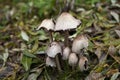 Ink cap mushroom Coprinopsis atramentaria