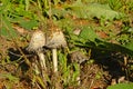 Ink cap mushrooms in between green leaves , selective focus