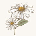 Ink chamomile herbal illustration. Hand drawn botanical sketch style. Absolutely vector