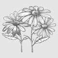 Ink chamomile herbal illustration. Hand drawn botanical sketch style. Absolutely vector.