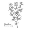 Ink dasiphora hand drawn sketch Royalty Free Stock Photo