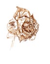 Hand drawn dried rose