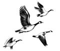 Flying geese