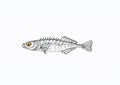 Ink drawing of a ninespine stickleback, Pungitius pungitius Royalty Free Stock Photo