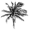 Ink Drawing of a Palm Tree - Vector Design in Black and White