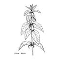 Ink drawing plant of nettle Royalty Free Stock Photo