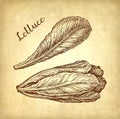 Ink drawing of romaine lettuce.