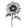 Black And White Sunflower Sketch In Classic Tattoo Style