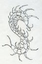 Ink drawn centipede