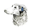 Ink drawn portrait of lonely cute stray dog with tag in one ear. animal care concept illustration