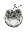 Ink floral pumpkin art isolated on white, hand drawn autumn illustration with pumpkin and gerberas flower, black floral sketch