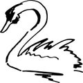 Ink flourish sketch of black swan hand drawn Royalty Free Stock Photo