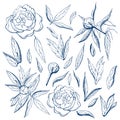 ink free hand drawn peonies collection. Pencil sketch of flower and leaves on sheet of paper. flower,branches,buds and leaves of