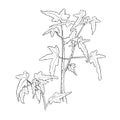 Plant Begonia botanical sketch on white background