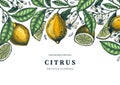 Ink hand drawn citrus fruits frame design. Vector lemons background with fruits, flowers, seeds, leaves sketches. Perfect for