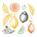 Ink hand drawn citrus fruits - Lemon branch. Vector sketch of highly detailed lemons tree with leaves, fruits and flowers sketches Royalty Free Stock Photo