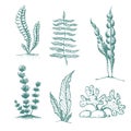 ink hand drawn seaweed collection. various underwater sea plants and algae. Vintage collection of vector engraved marine plants Royalty Free Stock Photo