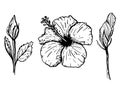 Ink hand drawn set of tropical hibiscus flowers. Botanical elements collection for design, Vector illustration Royalty Free Stock Photo