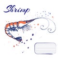 ink hand drawn shrimp or prawn concept for decoration or design. Ink spattered shrimp illustration. vector red king prawn drawn in Royalty Free Stock Photo