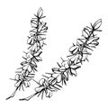 Ink hand drawn vector sketch of isolated object. Scotch broom shrub plant branches with flowers and thorns, nature