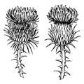 Ink hand drawn vector sketch of isolated object. Thistle flowerheads, plant branches with flowers, leaves and thorns