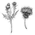 Ink hand drawn vector sketch of isolated object. Thistle flowerheads, plant branches with flowers, leaves and thorns