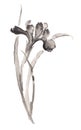 Ink illustration of blooming iris flower. Sumi-e style.