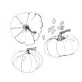 Ink illustration of farm pumpkin outline hand drawing