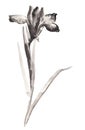 Ink illustration of flower iris. Sumi-e style.