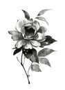 Ink illustration of peony flower. Sumi-e style.