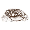 Water flower. Hand draw Vector illustration of lotus lily. Ink illustration Royalty Free Stock Photo