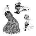 Ink illustrations of birds - hoopoe and peacock