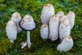 Ink mushroom Coprinus comatus Royalty Free Stock Photo