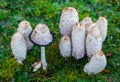 Ink mushroom Coprinus comatus Royalty Free Stock Photo