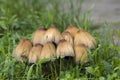 Ink mushrooms Coprinus micaceus Royalty Free Stock Photo