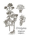 Ink oregano herbal detalied illustration. Hand drawn botanical sketch style. Good for using in packaging - tea