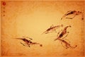 Ink painting of shrimps on vintage background. Traditional oriental ink painting sumi-e, u-sin, go-hua. Hieroglyphs -