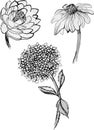 Ink, pencil, black and white flower sketch.Transparent background. Hand drawn nature painting. Freehand sketching illustration