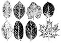 Ink prints of natural leaves