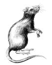 Ink rat