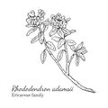 Ink rhododendron adamsii hand drawn sketch