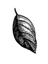 Ink sketch of apple leaf.