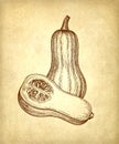 Ink sketch of butternut squash Royalty Free Stock Photo