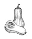 Ink sketch of butternut squash Royalty Free Stock Photo