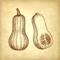 Ink sketch of butternut squash Royalty Free Stock Photo